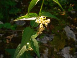 2013-07-13_Regina-F-Rau_Sonnenspitze3 (018).JPG